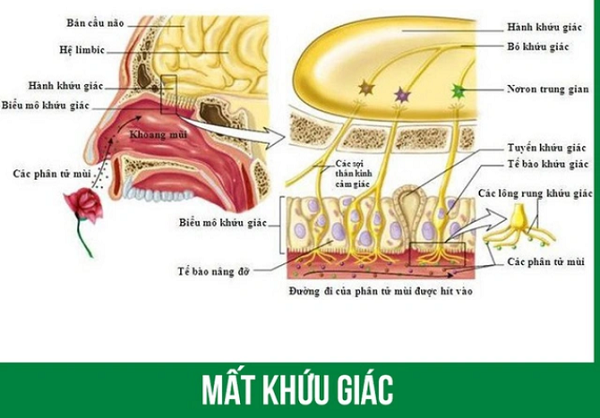 5 Dấu hiệu cảnh báo cần đi khám khi bị mất khứu giác