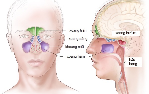 Đừng chủ quan khi bị viêm đa xoang: Điều trị nhanh chóng, ngăn ngừa tổn thương